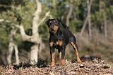 JAGDTERRIER ALLEMAND 081